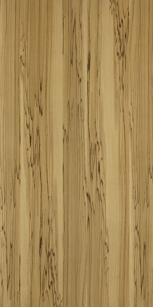 WFPL-209 (Bamboo-leafed oak)